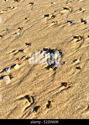 Shells and rocks on beach Stock Photo