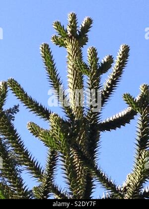 Monkey Puzzle Tree against a clear blue sky Stock Photo