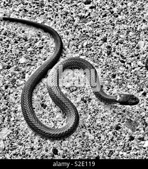 Baby prairie ringneck snake coiled on side of the road Stock Photo