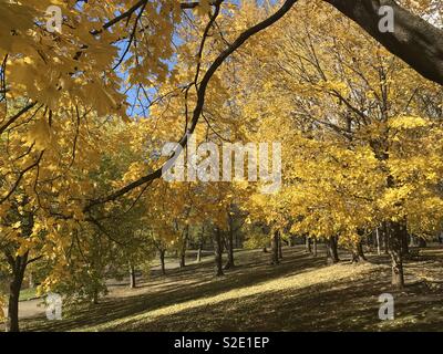 Fall day in Parc Lafontaine in the Plateau neighborhood of Montreal Stock Photo