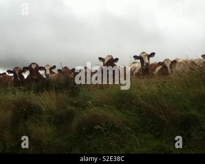 Hellooooo. Inquisitive, cows, peeking over, grass bank. Stock Photo