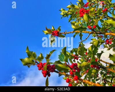 Holly berries against a blue sky, November. Stock Photo