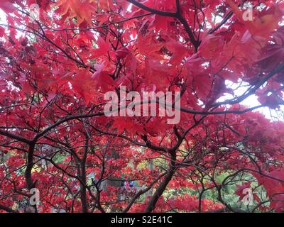 Acer Palmatum Elegans. Close up of the red autumn foliage of the Japanese Maple tree. A deciduous compact elegant tree with serrated long leaves. Stock Photo