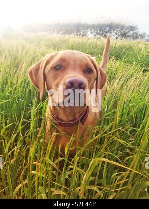A yellow Labrador retriever dog in a grassy field Stock Photo