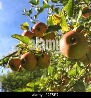 Appletree in late summer with red ripe apples hanging on branch with green leaves in front of blue sky Stock Photo