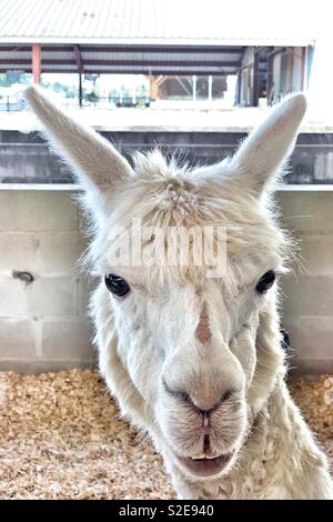 White alpaca (Vicugna pacos) looking at the camera at the country fair. Stock Photo