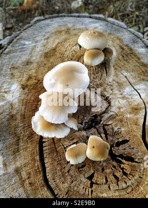 Poplar mushroom. Agrocybe aegerita. Stock Photo