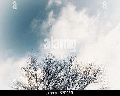 Winter Tree in Sky Stock Photo