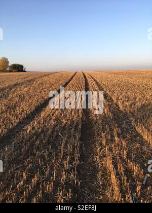 Field of maize stubble, Petherton, Somerset, UK Stock Photo
