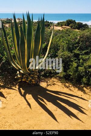 Large agave plant with green and white leaves on sand dunes at Barrosa Beach, Chiclana de la Frontera, Andalusia, Spain Stock Photo