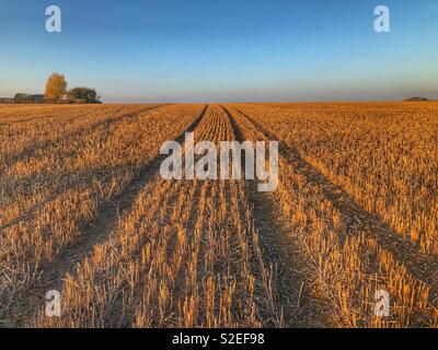 Field of maize stubble, late afternoon light, Petherton, Somerset, UK Stock Photo