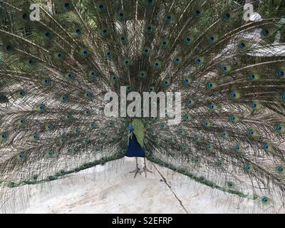 Peacock with feathers out Stock Photo