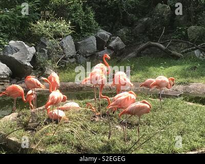 Flamingoes at the Baltimore zoo Stock Photo