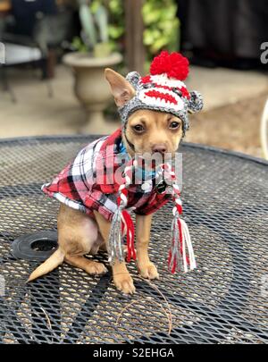 Chihuahua and hot sale cold weather