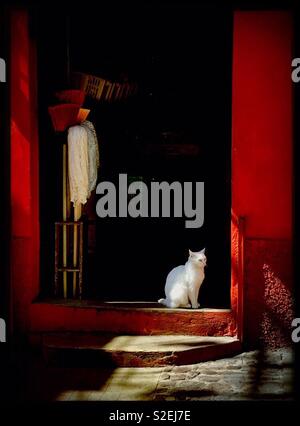 A white cat sits in the doorway of a neighborhood store with a red wall in Mexico. Stock Photo