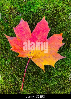 Fall maple leaf on a bed of moss Stock Photo