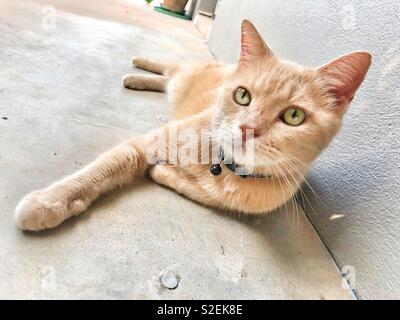 Domestic ginger cat with a collar laying down on a concrete floor. Stock Photo