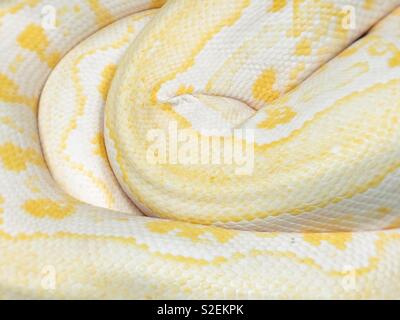 Closeup of coiled yellow and white boa constrictor snake body Stock Photo -  Alamy