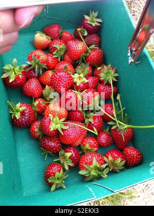 Strawberry picking Stock Photo