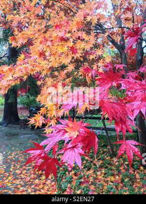 Red and golden yellow fall leaves on Japanese maple trees acer palmatum wet and shiny from the rain, bright and colorful on a rainy autumn day. Stock Photo