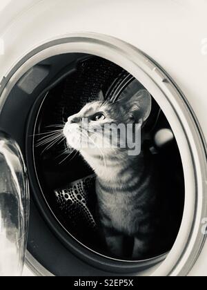 Naughty ginger tabby cat kitten in a washing machine highlighting the need to watch exploring kittens Stock Photo