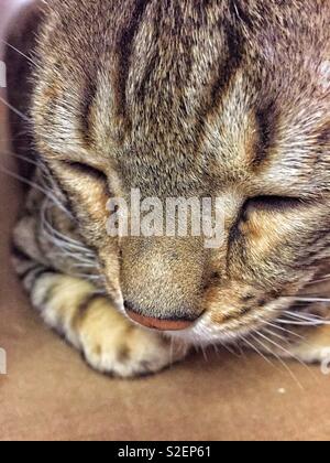 Close up of cat face, striped cat sleeping Stock Photo
