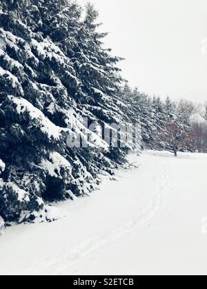 Snowy winter scene of fresh snow on ground and tall evergreen trees with footprints Stock Photo