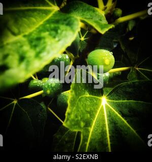 After the rain of Ficus carica Linn. 雨後的無花果 Stock Photo