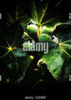 After the rain of Ficus carica Linn. 雨後的無花果 Stock Photo