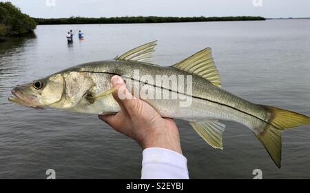 Saltwater: Snook fishing has really picked up for area anglers