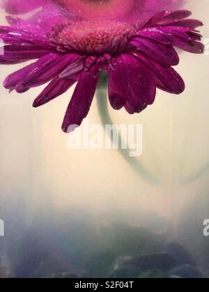 A pink gerbera daisy flower submerged in a glass vase with murky plant water. Stock Photo