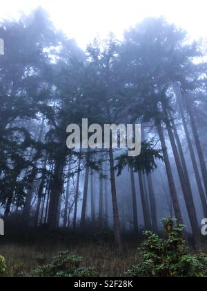 Dark and foggy forest in Oregon, USA. Stock Photo