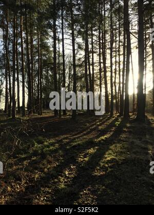 Evening sunlight filtering through a wood, giving the trees long shadows Stock Photo