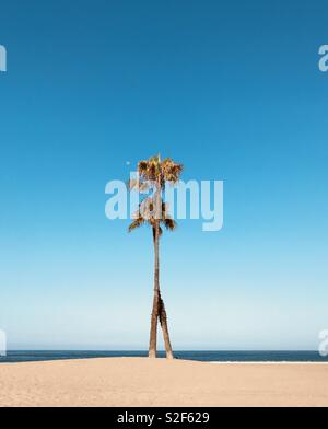 Palm tress on the beach. Dockweiler state beach, El Segundo California USA. Stock Photo