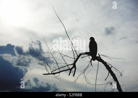 Silhouette of a bird of prey on a branch with dramatic clouds in the background