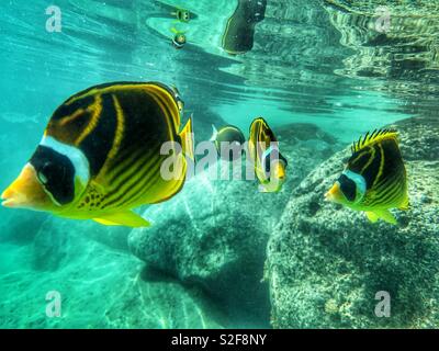 Swimming with a school of Chaetodon lunula, Raccoon Butterflyfish, in Tahiti, French Polynesia Stock Photo