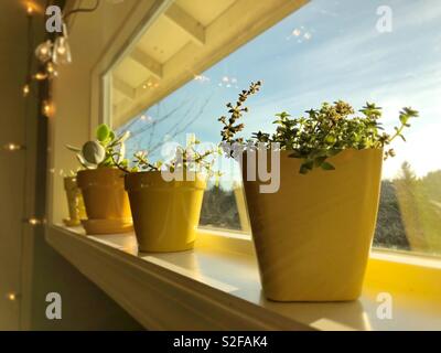 Plants in yellow pots on a window sill. Stock Photo