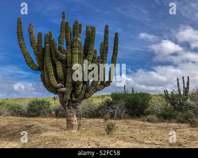 Cardon cacti (Pachycereus pringlei) cactus, also known as Mexican giant cardon or elephant cactus, Baja California, Mexico, Latin America Stock Photo