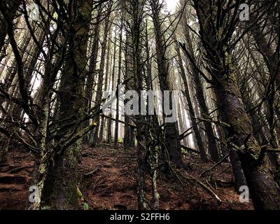 Dark Forest USA