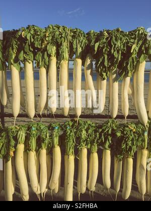 Daikon or Japanese radish line the shore of Miura coast in winter. They are being dried to make hoshi daikon (dried radish) or kiriboshi daikon (dried radish strips).