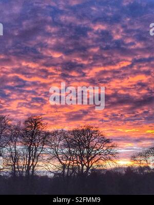 Sunset behind silhouetted trees Stock Photo