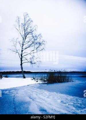 Birch tree in the snow, on the edge of lake Stock Photo