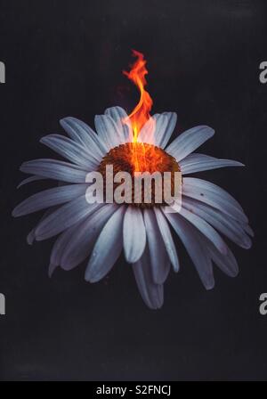 white daisy flower on fire in the nature Stock Photo