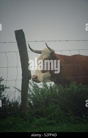 the brown cow portrait in the mountain Stock Photo - Alamy