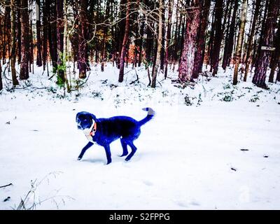 Colorful photo of black and white dog picking his way through the snow beside a wooded area on North Carolina Stock Photo