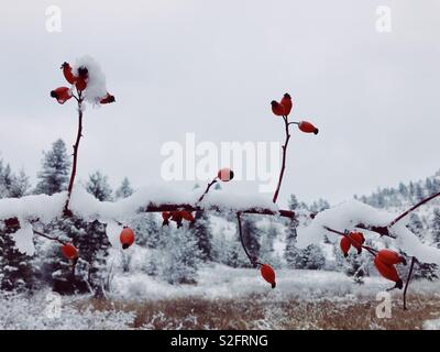A branch of a Rose Hip shrub covered in snow with snowy evergreen trees in the background. Space for copy Stock Photo