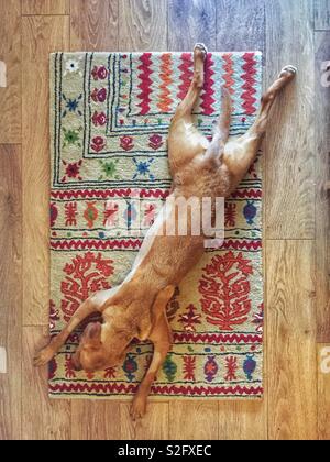 Looking down from above onto a Labrador retriever dog stretched out on a rug with its legs akimbo in a funny animal photograph Stock Photo