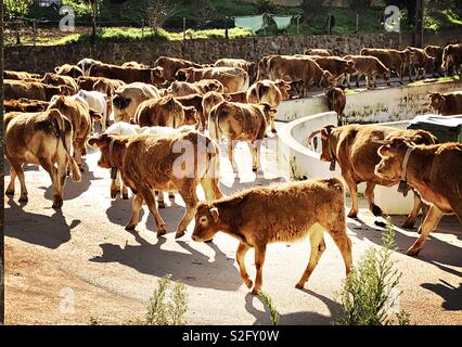 Cows walking down a country lane in Portugal Stock Photo