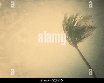Palm tree in the wind with a retro effect. Stock Photo