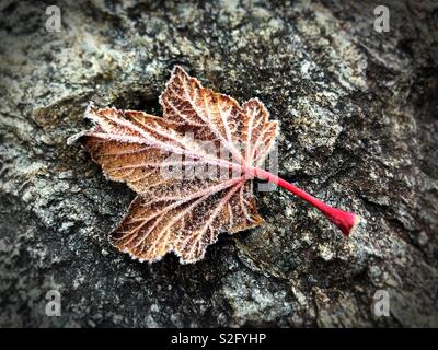 A frosty leaf on a rock. Stock Photo